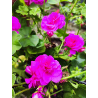 Pelargonium peltatum ´Lily´ / Muškát previslý , bal. 6 ks sadbovačov