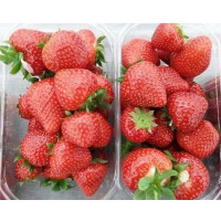 Fragaria ananassa ´Limalexia´ / Skoro plodiaca jahoda, bal. 6 ks, 6xK7