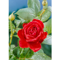 Rosa ´Mr. Lincoln´ / Ruža čajohybrid tmavočervená, krík, BK