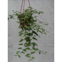 Lippia dulcis ´Colada´ / Lípia sladká, K9