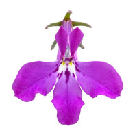 Lobelia ´Africo®Lavender´ / Lobelka, bal. 3 ks, 3x K7