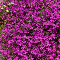 Lobelia ´Purple Star´ / Lobelka, bal. 3 ks, 3x K7
