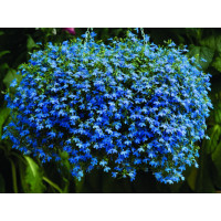 Lobelia ´Azur Angel´® / Lobelka previsnutá, K7