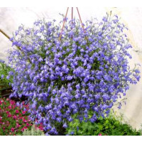 Lobelia ´Azur Angel´® / Lobelka previsnutá, bal. 3 ks, 3x K7