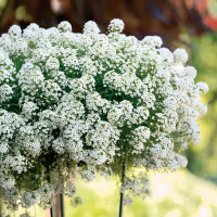 Lobularia ´Snow Princess´ / Lobularia, bal. 3 ks, 3xK7