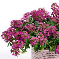 Lobularia® ´Lucia Purple´ / Lobularia, bal. 6 ks sadbovačov