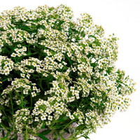 Lobularia ´Lucia White ´ / Lobularia, K7 (duo)