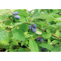 Lonicera caerulea ´Aurora´ / Zemolez kamčatský, 60-80 cm, K12