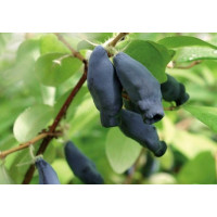 Lonicera caerulea ´Boreal Blizzard´ / Zemolez kamčatský, K12