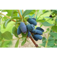 Lonicera caerulea ´Jugana´ / Zemolez kamčatský, 60/80, K12