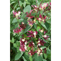 Lonicera periclymenum ´Chic et Choc´ / Zemolez ovíjavý, 50-60 cm vyv., C2