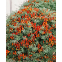 Lotus berthelotii ´Gold Flash´ / Lotus, bal. 6 ks, 6x K7