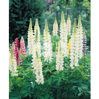 Lupinus ´Gallery White´ / Vlčí bôb, K9