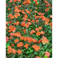 Lychnis arkwrightii ´Orange Zwerg´ / Kukučka, K9