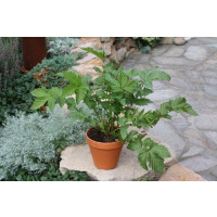 Filipendula ulmaria / Túžobník brestový, K9