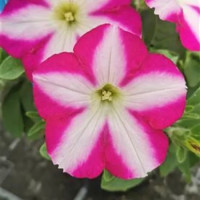 Petunia x atkinsiana Patia® Magenta Star´ / Petúnia, bal. 6 ks, 6 x K7