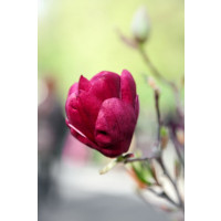 Magnolia ´Genie´ / Magnólia, 150 cm, C30