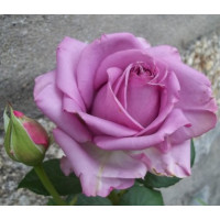 Rosa ´Mainzer Fastnacht´ / Ruža čajohybrid fialová, krík, BK