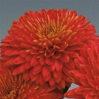Dendranthema x indicum / Chrysanthemum ´Majola´/ Chryzantéma, K9