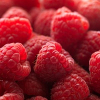 Rubus idaeus ´Polesie´ / Malina červená, 60-80cm, K9