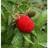 Rubus illecebrosus´ / Malinojahoda, 60-80 cm, K12