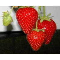 Fragaria ananassa ´Malling Centenary´ / Skoro plodiaca jahoda, bal. 10 ks, VK