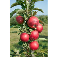 Malus Ballerina ´REDCATS´ / Stĺpovitá jabloň, VK, M7