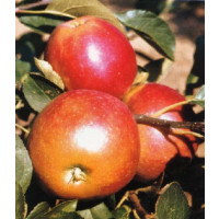 Malus domestica ´James Grieve Red´ / Jabloň neskorá letná, P14