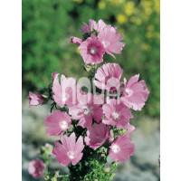 Malva moschata / Slez pižmový, K9