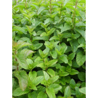 Mentha x piperita Mandarine BIO / Mandarínková mäta, K12