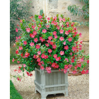 Mandevilla ´Pink´ / Mandevila ružová, K11