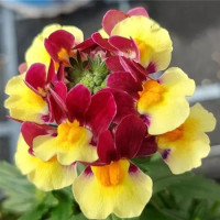 Nemesia x fruticans Mareto®Burgundy & Yellow / Nemesia, bal. 6 ks sadbovačov