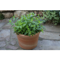 Mentha spicata Marocco BIO / Marocká mäta, K12