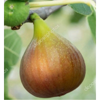 Ficus carica ´Melanzana® ´ / Figovník, C2