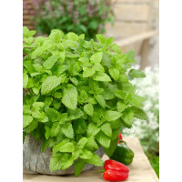 Melissa officinalis / Medovka, K9