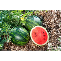 Melón ´Mini Love F1´, štepená r., K11