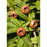 Mespilus germanica / Mišpuľa obyčajná, 120/150 cm, C7