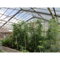 Melothria scabra BIO / Mexická uhorka, K12