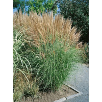 Miscanthus sinensis ´Goliath / Ozdobnica čínska , K9