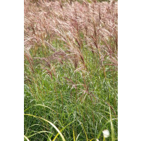 Miscanthus sinensis 'Red Chief'/ Ozdobnica čínska , K11