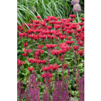 Monarda didyma ´Scarlet´/ Monarda, C1