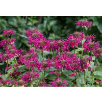 Monarda x didyma ´Melua Burgundy´/ Monarda, K9