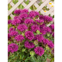 Monarda x didyma ´Knight Purple´/ Monarda, K9