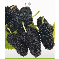 Morus nigra / Moruša čierna ´SHIN-TSO´, zakrslá, 80 cm+, C2