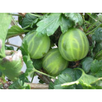 Ribes grossularia ´Mucurines®´ / Egreš zelený rezistentný, kmienok, VK, 2-3 výh.