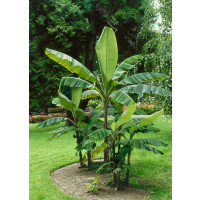Musa basjoo BIO / Mrazuvzdorný banánovník BIO, 15-20 cm, K12