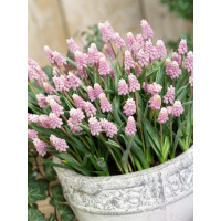 Muscari ´Pink Sunrise´ / Modrica ružová, bal. 3 ks, 5/+