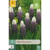 Muscari botryoides ´Grape Ice´ / Modrica, bal. 7 ks, 5/+