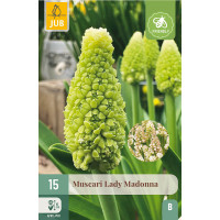 Muscari botryoides ´Lady Madonna´ / Modrica, bal. 15 ks, 7/8