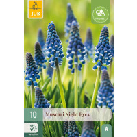 Muscari botryoides ´Night Eyes´ / Modrica, bal. 10 ks, 7/8